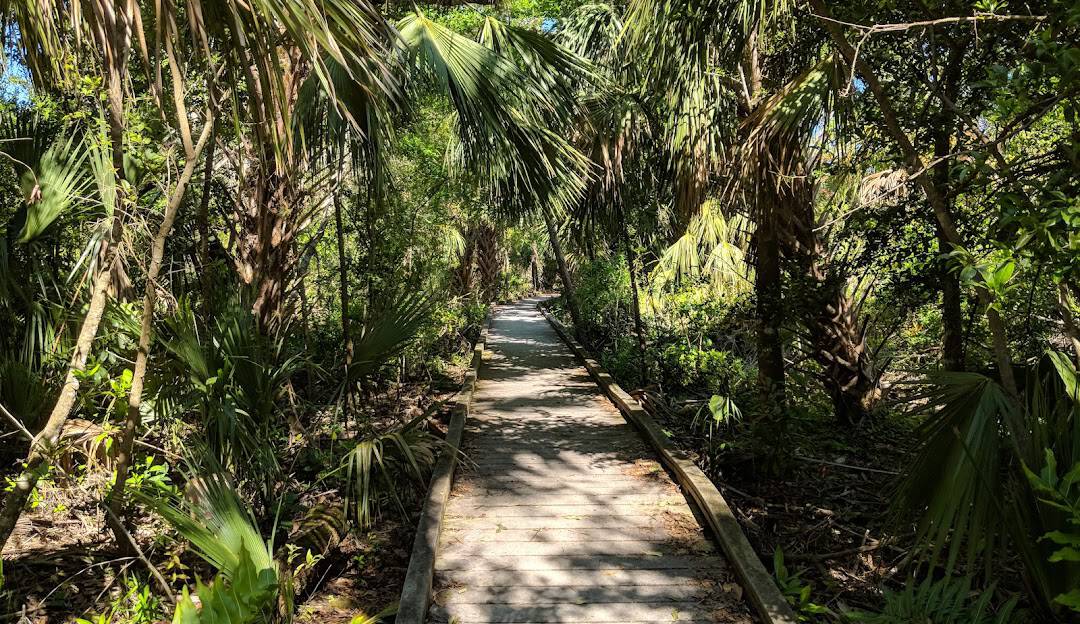 Wooden pathway through lush tropical jungle in Lehigh Acres.